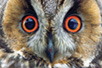 Long-eared owl (Asio otus), Kovilovo (Photo: Josip Šarić)